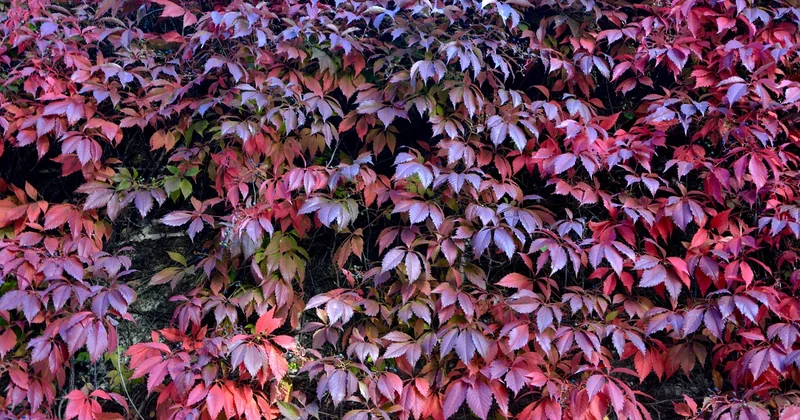 Green walls vs pot plants: what you actually get for the money